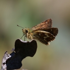 Atkinsia dominula (Two-brand grass-skipper) at Mount Clear, ACT - 6 Feb 2016 by SuziBond