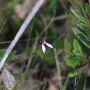 Eriochilus magenteus at Booth, ACT - suppressed