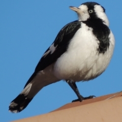 Grallina cyanoleuca (Magpie-lark) at Conder, ACT - 4 May 2014 by MichaelBedingfield