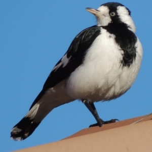 Grallina cyanoleuca at Conder, ACT - 4 May 2014