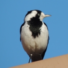 Grallina cyanoleuca at Conder, ACT - 4 May 2014