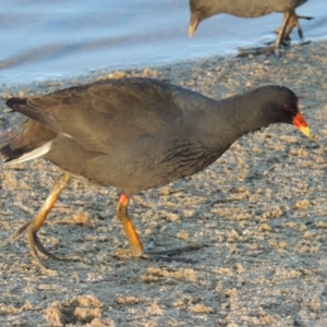 Gallinula tenebrosa at Greenway, ACT - 22 Aug 2014