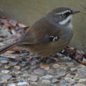 Sericornis frontalis at Molonglo Valley, ACT - 3 Jun 2015