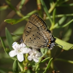 Jalmenus ictinus at Red Hill, ACT - 9 Feb 2016 03:58 PM