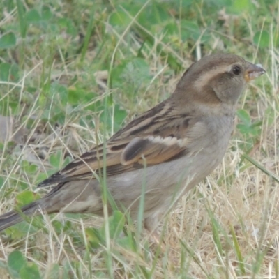 Passer domesticus (House Sparrow) at Conder, ACT - 19 Oct 2014 by MichaelBedingfield