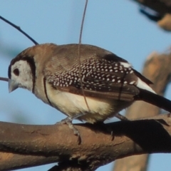 Stizoptera bichenovii (Double-barred Finch) at Point Hut to Tharwa - 29 Dec 2015 by MichaelBedingfield