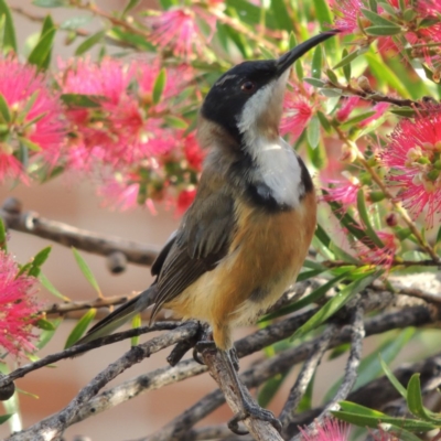 Acanthorhynchus tenuirostris (Eastern Spinebill) at Conder, ACT - 28 Apr 2014 by michaelb