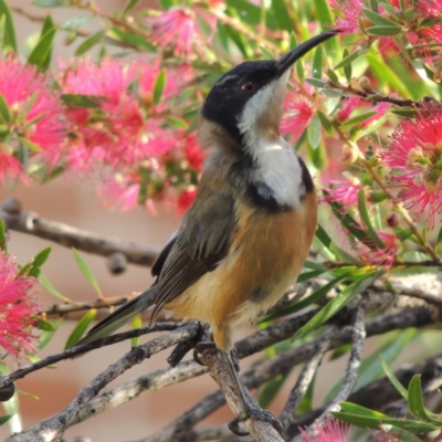 Acanthorhynchus tenuirostris (Eastern Spinebill) at Conder, ACT - 29 Apr 2014 by MichaelBedingfield