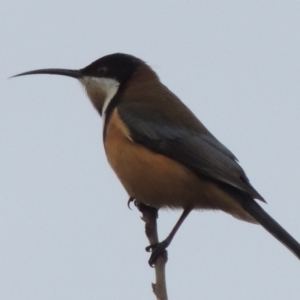 Acanthorhynchus tenuirostris at Conder, ACT - 24 Jul 2014