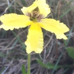 Velleia paradoxa (Spur Velleia) at Mount Clear, ACT - 11 Feb 2016 by jackfrench