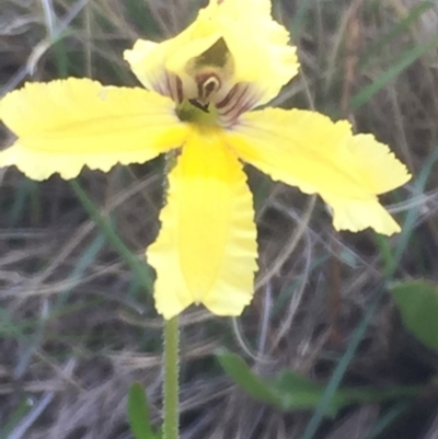 Velleia paradoxa (Spur Velleia) at Namadgi National Park - 11 Feb 2016 by jackfrench