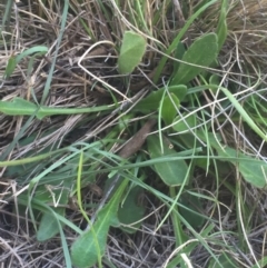 Goodenia paradoxa at Mount Clear, ACT - 11 Feb 2016