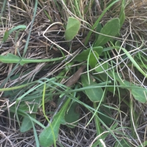 Goodenia paradoxa at Mount Clear, ACT - 11 Feb 2016