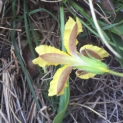 Goodenia paradoxa at Mount Clear, ACT - 11 Feb 2016