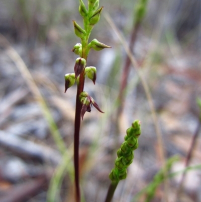 Corunastylis clivicola (Rufous midge orchid) at Cook, ACT - 10 Feb 2016 by CathB