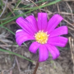 Calotis scabiosifolia var. integrifolia at Mount Clear, ACT - 11 Feb 2016