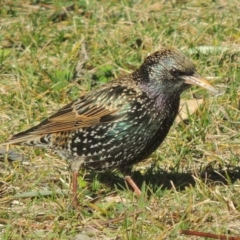 Sturnus vulgaris (Common Starling) at Conder, ACT - 19 Jul 2014 by MichaelBedingfield