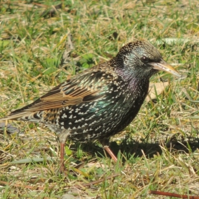 Sturnus vulgaris (Common Starling) at Conder, ACT - 19 Jul 2014 by MichaelBedingfield