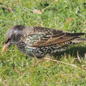 Sturnus vulgaris at Conder, ACT - 19 Jul 2014 04:08 PM