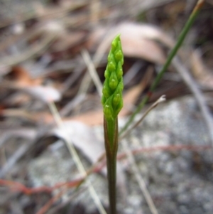 Corunastylis cornuta at Aranda, ACT - 11 Feb 2016