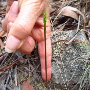 Corunastylis cornuta at Aranda, ACT - 11 Feb 2016