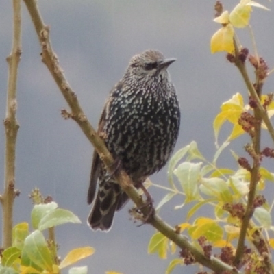 Sturnus vulgaris (Common Starling) at Conder, ACT - 3 May 2014 by MichaelBedingfield