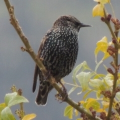 Sturnus vulgaris at Conder, ACT - 3 May 2014