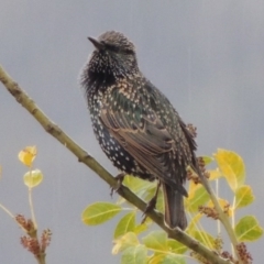 Sturnus vulgaris at Conder, ACT - 3 May 2014