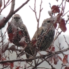 Sturnus vulgaris at Conder, ACT - 3 May 2014