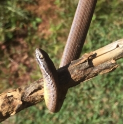 Drysdalia coronoides (White-lipped Snake) at Mount Clear, ACT - 11 Feb 2016 by jackfrench