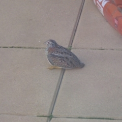 Turnix varius (Painted Buttonquail) at Belconnen, ACT - 27 Aug 2009 by wombey