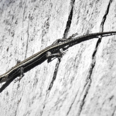 Pseudemoia spenceri (Spencer's Skink) at Namadgi National Park - 8 Feb 2016 by JohnBundock