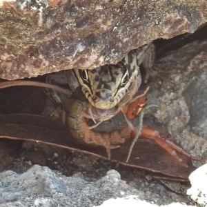 Liopholis whitii at Namadgi National Park - 9 Feb 2016