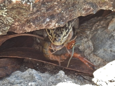 Liopholis whitii (White's Skink) at Namadgi National Park - 9 Feb 2016 by JohnBundock