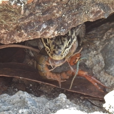 Liopholis whitii (White's Skink) at Tennent, ACT - 8 Feb 2016 by JohnBundock