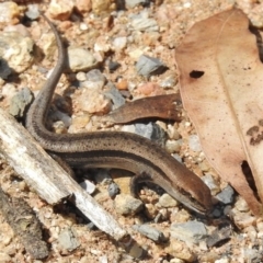 Lampropholis guichenoti (Common Garden Skink) at Tennent, ACT - 9 Feb 2016 by JohnBundock