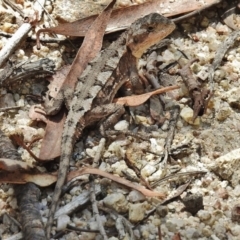 Rankinia diemensis (Mountain Dragon) at Tennent, ACT - 8 Feb 2016 by JohnBundock