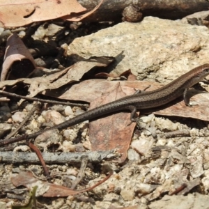 Lampropholis guichenoti at Tennent, ACT - 9 Feb 2016 12:00 AM