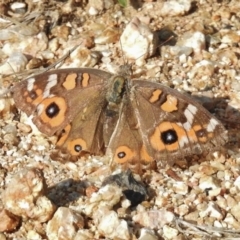 Junonia villida (Meadow Argus) at Namadgi National Park - 8 Feb 2016 by JohnBundock