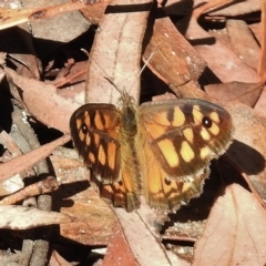 Geitoneura klugii (Marbled Xenica) at Tennent, ACT - 9 Jan 2016 by JohnBundock