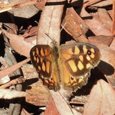 Geitoneura klugii (Marbled Xenica) at Tennent, ACT - 9 Jan 2016 by JohnBundock