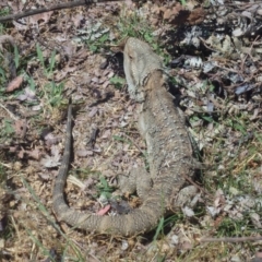 Pogona barbata at Watson, ACT - 10 Dec 2015