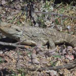 Pogona barbata at Watson, ACT - suppressed