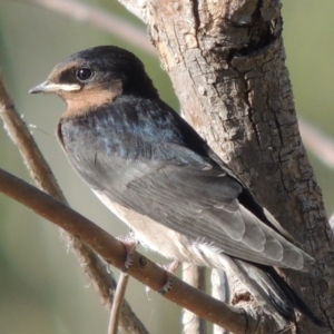 Hirundo neoxena at Greenway, ACT - 28 Dec 2015 06:27 PM