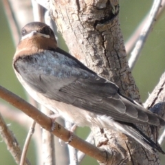 Hirundo neoxena at Greenway, ACT - 28 Dec 2015 06:27 PM