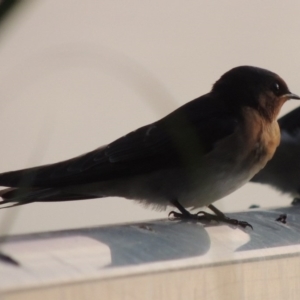 Hirundo neoxena at Greenway, ACT - 19 Dec 2015