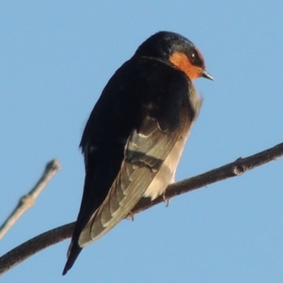 Hirundo neoxena (Welcome Swallow) at Point Hut Pond - 3 May 2015 by michaelb