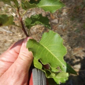 Pyrus ussuriensis at Bonner, ACT - 8 Feb 2016