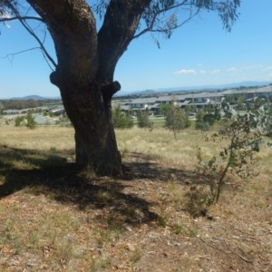 Pyrus ussuriensis at Bonner, ACT - 8 Feb 2016