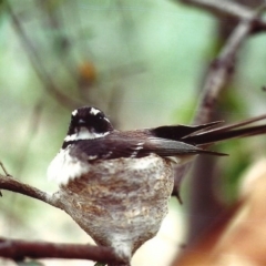 Rhipidura albiscapa (Grey Fantail) at Yarralumla, ACT - 6 Oct 1981 by michaelb